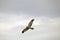 Cinereous harrier Circus cinereus at Laguna Nimez in Patagonia, Argentina