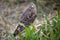 Cinereous harrier Circus cinereus at Laguna Nimez in Patagonia, Argentina