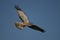 Cinereous Harrier flying