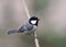 Cinereous tit