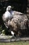 Cinereous vulture