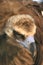 Cinereous vulture