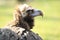 Cinereous vulture