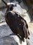 Cinereous Vulture