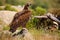 The cinereous vulture Aegypius monachus also known as the black vulture, monk  or Eurasian black vulture sitting on the feeding