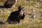 The cinereous vulture Aegypius monachus also known as the black vulture, monk  or Eurasian black vulture sitting on the feeding