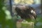 Cinereous vulture, Aegypius Monachus, eating piece of meat in an aviary of a zoo