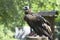 Cinereous vulture, Aegypius Monachus, eating piece of meat in an aviary of a zoo