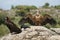 Cinereous Vulture, Aegypius monachus and Griffon Vulture, Gyps fulvus, Common raven, Corvus corax,