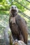 Cinereous vulture or Aegypius monachus is large raptor in family Accipitridae