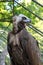 Cinereous vulture or Aegypius monachus is large raptor in family Accipitridae