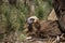 A Cinereous vulture breeding close-up