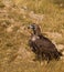 Cinereous Vulture on the ground