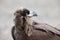 Cinereous vulture in Japan