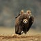 Cinereous vulture. Portrait