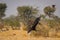 Cinereous vultureAegypius monachus closeup at Jorbeer Conservation Reserve, bikaner