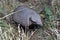 Cingulata (armadillo) in Torres del Pine park