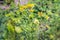 Cinnabar caterpillar feeding itself on a tansy ragwort plant