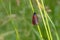 Cinnabar Day Flying Moth on grass stem.