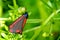 Cinnabar Moth