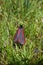 Cinnabar moth