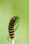 Cinnabar Moth caterpillar feeding on Ragwort