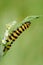 A Cinnabar Moth caterpillar feeding on Ragwort