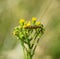 Cinnabar moth caterpillar on ragwort