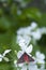 Cinnabar moth on white flower