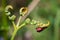 Cinnabar moth on a young fern