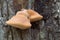 Cinnabar polypore