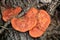 Cinnabar Polypore Fungi Close Up