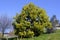 Cinnamomum camphora. Camphor tree. Native species of China