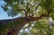 Cinnamomum camphora  tree in the Imperial Palace garden. Tokyo. Japan