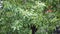 Cinnamomum camphora tree with rain