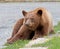 Cinnamon American Black Bear