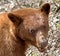 Cinnamon American Black Bear