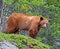 Cinnamon American Black Bear