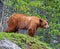 Cinnamon American Black Bear