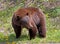 Cinnamon American Black Bear