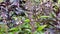 Cinnamon basil growing in vegetable garden, flowering basil plants