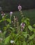 Cinnamon Basil Plant