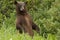 Cinnamon Bear Standing on Hind Legs