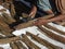 Cinnamon being dried