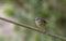 Cinnamon Bellied Flowerpiercer perched on a tree