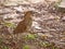 Cinnamon Bittern