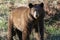 Cinnamon Black Bear