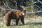 Cinnamon Black Bear