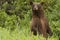 Cinnamon Black bear on the ALCAN Highway