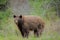 Cinnamon Black Bear feeding spring grass in a forest clearing.